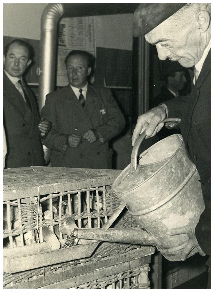 2 france region lilloise bethune club de colombophilie pigeons voyageurs ancienne photo 1935