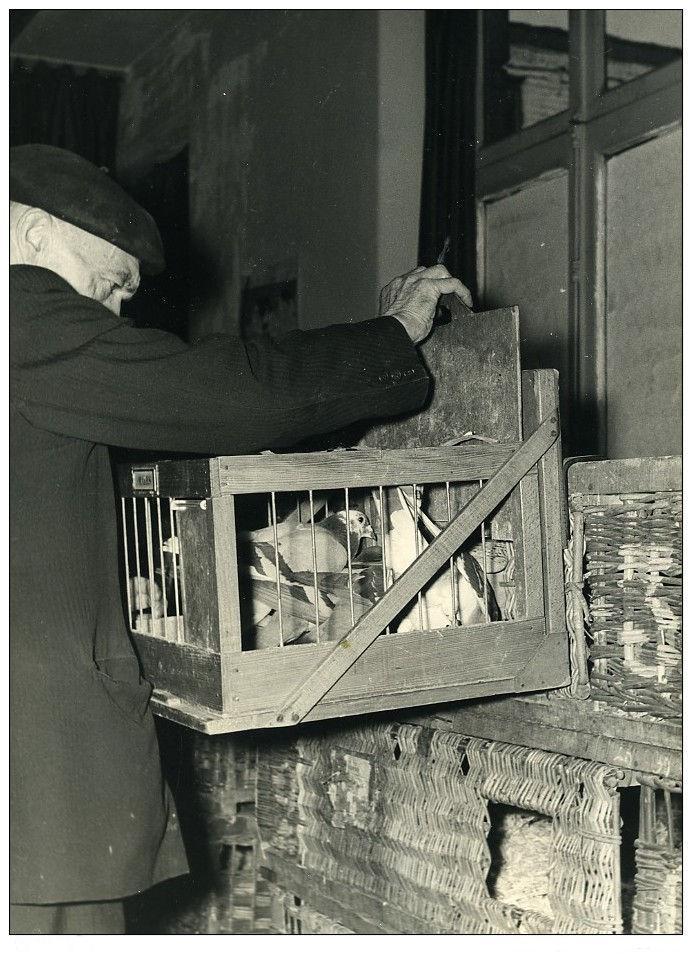 5 france region lilloise bethune club de colombophilie pigeons voyageurs ancienne photo 1936