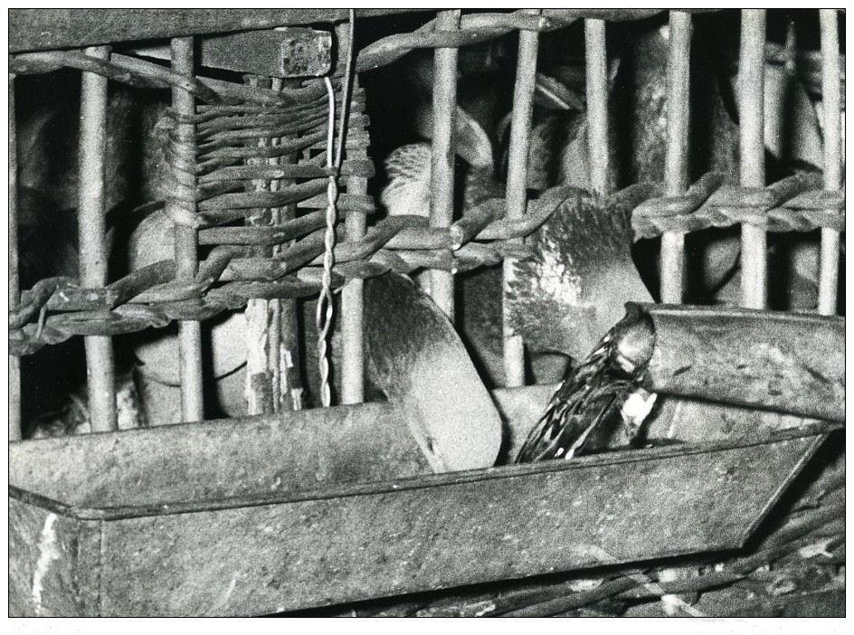 France region lilloise bethune club de colombophilie pigeons voyageurs ancienne photo 1935