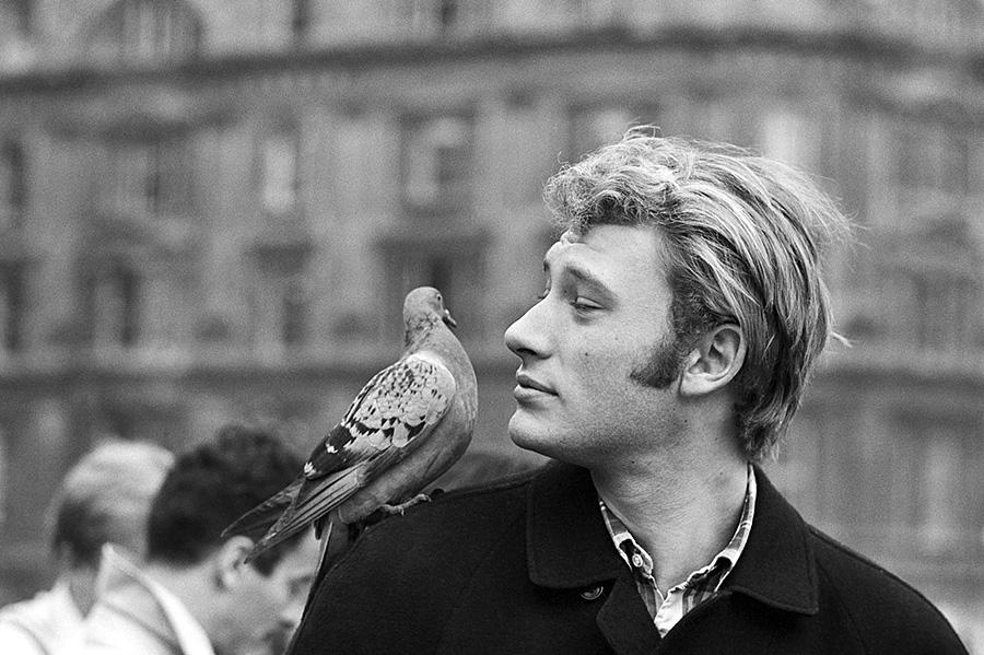 Johnny hallyday a londres royal variety performance pigeon sur epaule 1965 photo dr